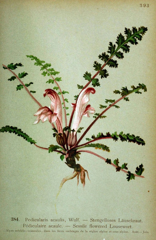 Atlas de la flora alpine 4.GenÃ¨ve,Georg & Co.,1899. | "Mountain plants" Plants Switzerland  | Vintage Print Reproduction 458455