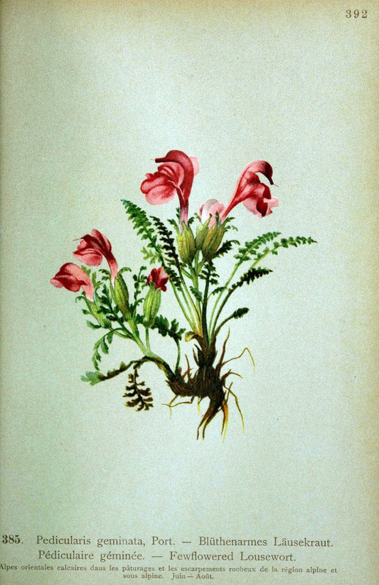 Atlas de la flora alpine 4.GenÃ¨ve,Georg & Co.,1899. | "Mountain plants" Plants Switzerland  | Vintage Print Reproduction 458456