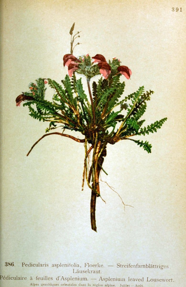 Atlas de la flora alpine 4.GenÃ¨ve,Georg & Co.,1899. | "Mountain plants" Plants Switzerland  | Vintage Print Reproduction 458457
