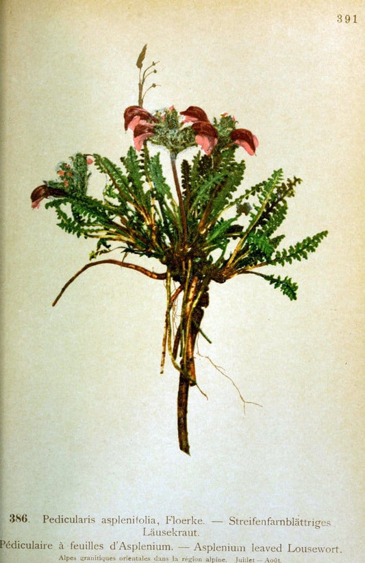 Atlas de la flora alpine 4.GenÃ¨ve,Georg & Co.,1899. | "Mountain plants" Plants Switzerland  | Vintage Print Reproduction 458457