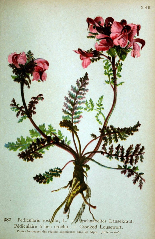 Atlas de la flora alpine 4.GenÃ¨ve,Georg & Co.,1899. | "Mountain plants" Plants Switzerland  | Vintage Print Reproduction 458458