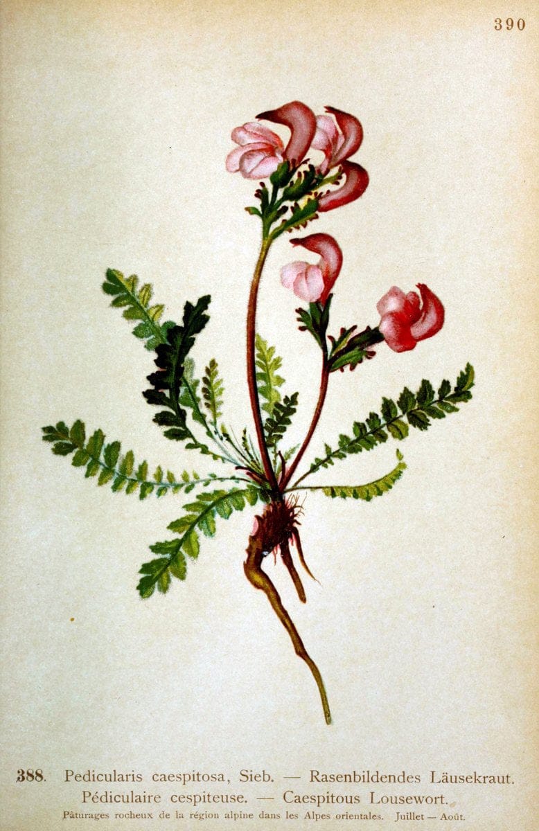 Atlas de la flora alpine 4.GenÃ¨ve,Georg & Co.,1899. | "Mountain plants" Plants Switzerland  | Vintage Print Reproduction 458459