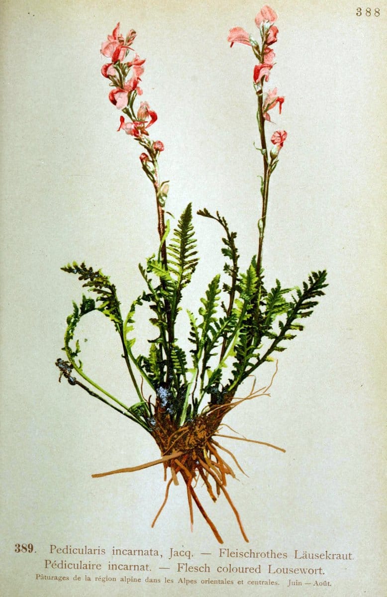 Atlas de la flora alpine 4.GenÃ¨ve,Georg & Co.,1899. | "Mountain plants" Plants Switzerland  | Vintage Print Reproduction 458460
