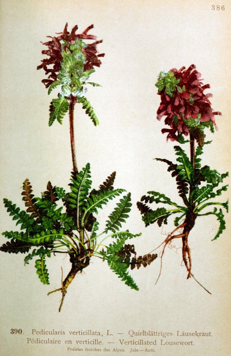 Atlas de la flora alpine 4.GenÃ¨ve,Georg & Co.,1899. | "Mountain plants" Plants Switzerland  | Vintage Print Reproduction 458461