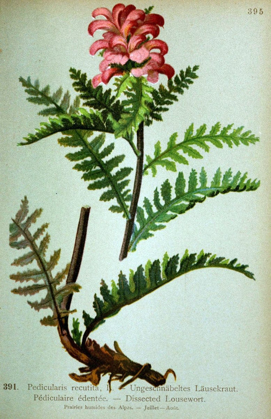Atlas de la flora alpine 4.GenÃ¨ve,Georg & Co.,1899. | "Mountain plants" Plants Switzerland  | Vintage Print Reproduction 458462