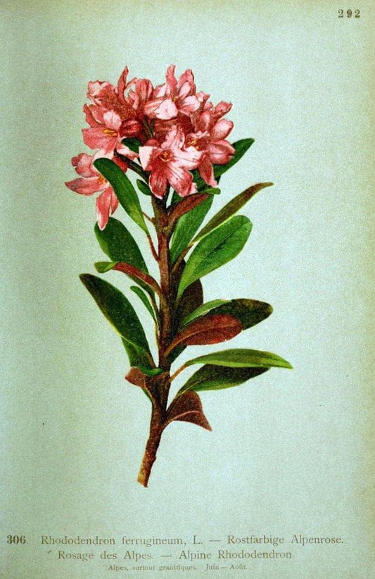 Atlas de la flora alpine 4.GenÃ¨ve,Georg & Co.,1899. | "Mountain plants" Plants Switzerland  | Vintage Print Reproduction 458463