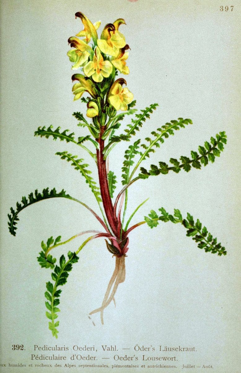 Atlas de la flora alpine 4.GenÃ¨ve,Georg & Co.,1899. | "Mountain plants" Plants Switzerland  | Vintage Print Reproduction 458464