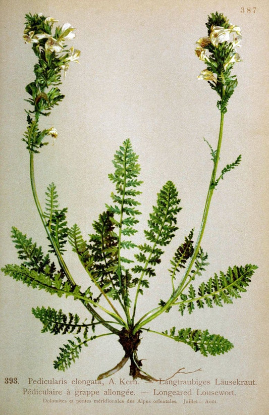 Atlas de la flora alpine 4.GenÃ¨ve,Georg & Co.,1899. | "Mountain plants" Plants Switzerland  | Vintage Print Reproduction 458465