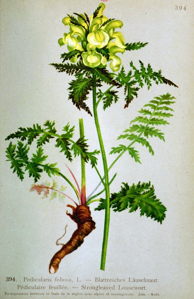 Atlas de la flora alpine 4.GenÃ¨ve,Georg & Co.,1899. | "Mountain plants" Plants Switzerland  | Vintage Print Reproduction 458466