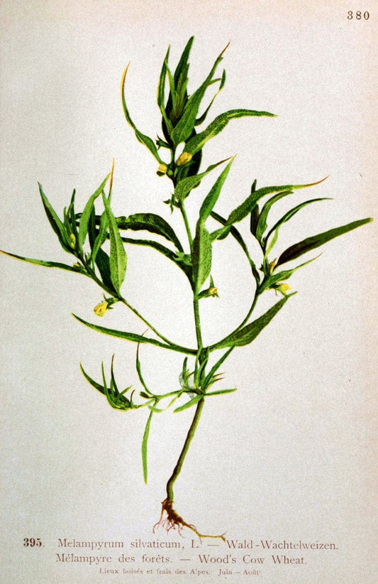 Atlas de la flora alpine 4.GenÃ¨ve,Georg & Co.,1899. | "Mountain plants" Plants Switzerland  | Vintage Print Reproduction 458467