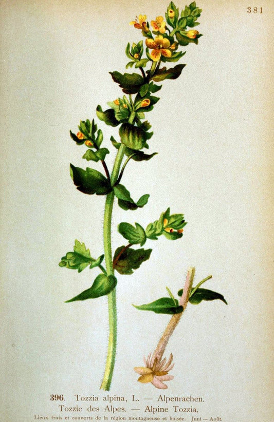 Atlas de la flora alpine 4.GenÃ¨ve,Georg & Co.,1899. | "Mountain plants" Plants Switzerland  | Vintage Print Reproduction 458468