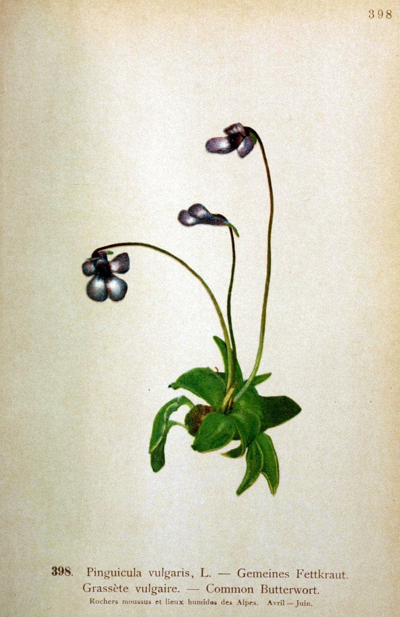 Atlas de la flora alpine 4.GenÃ¨ve,Georg & Co.,1899. | "Mountain plants" Plants Switzerland  Pinguicula vulgaris | Vintage Print Reproduction 458470
