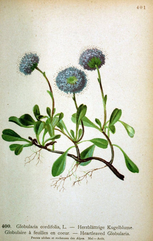 Atlas de la flora alpine 4.GenÃ¨ve,Georg & Co.,1899. | "Mountain plants" Plants Switzerland  Globularia cordifolia | Vintage Print Reproduction 458472