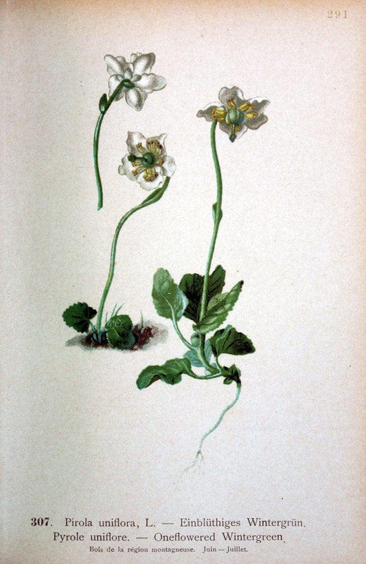 Atlas de la flora alpine 4.GenÃ¨ve,Georg & Co.,1899. | "Mountain plants" Plants Switzerland  | Vintage Print Reproduction 458473
