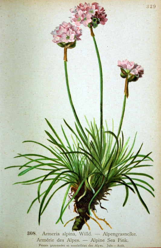 Atlas de la flora alpine 4.GenÃ¨ve,Georg & Co.,1899. | "Mountain plants" Plants Switzerland  | Vintage Print Reproduction 458474