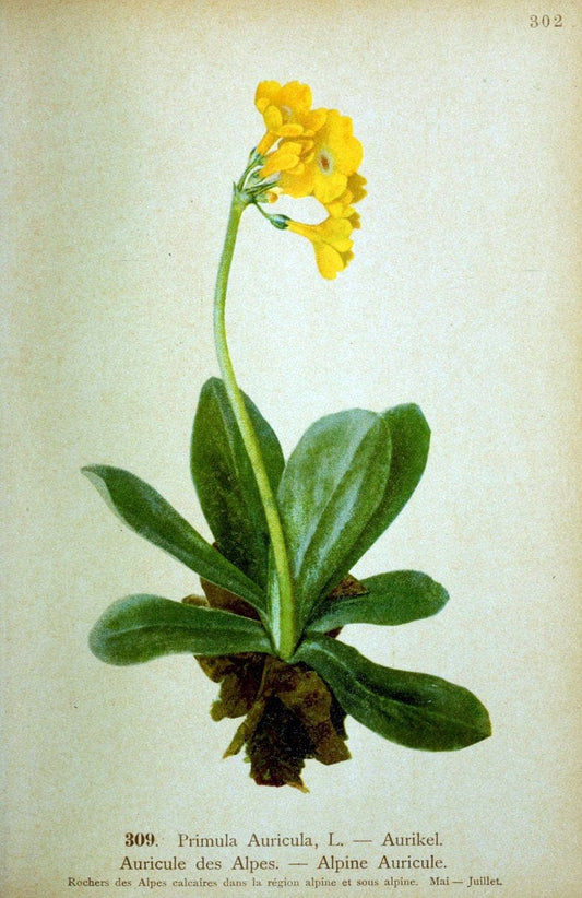 Atlas de la flora alpine 4.GenÃ¨ve,Georg & Co.,1899. | "Mountain plants" Plants Switzerland  | Vintage Print Reproduction 458475