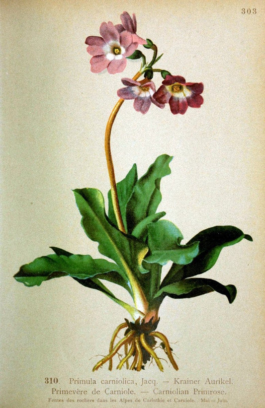 Atlas de la flora alpine 4.GenÃ¨ve,Georg & Co.,1899. | "Mountain plants" Plants Switzerland  | Vintage Print Reproduction 458476