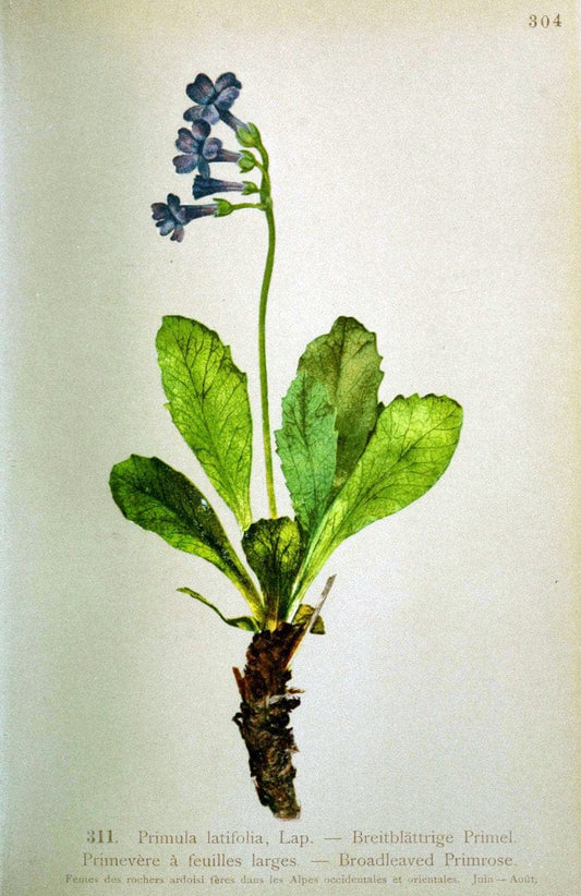 Atlas de la flora alpine 4.GenÃ¨ve,Georg & Co.,1899. | "Mountain plants" Plants Switzerland  | Vintage Print Reproduction 458477