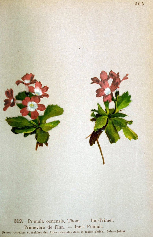 Atlas de la flora alpine 4.GenÃ¨ve,Georg & Co.,1899. | "Mountain plants" Plants Switzerland  | Vintage Print Reproduction 458478