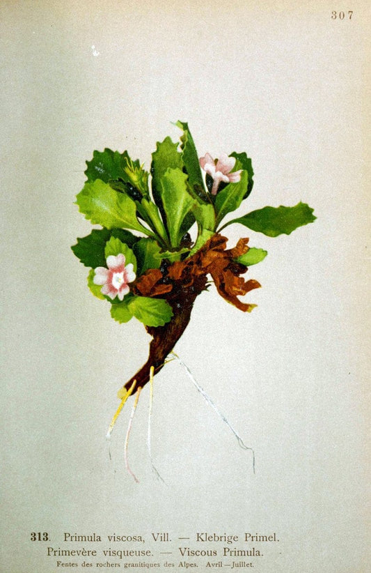Atlas de la flora alpine 4.GenÃ¨ve,Georg & Co.,1899. | "Mountain plants" Plants Switzerland  | Vintage Print Reproduction 458479