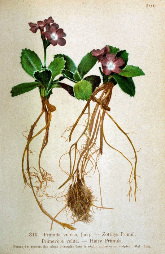 Atlas de la flora alpine 4.GenÃ¨ve,Georg & Co.,1899. | "Mountain plants" Plants Switzerland  | Vintage Print Reproduction 458480
