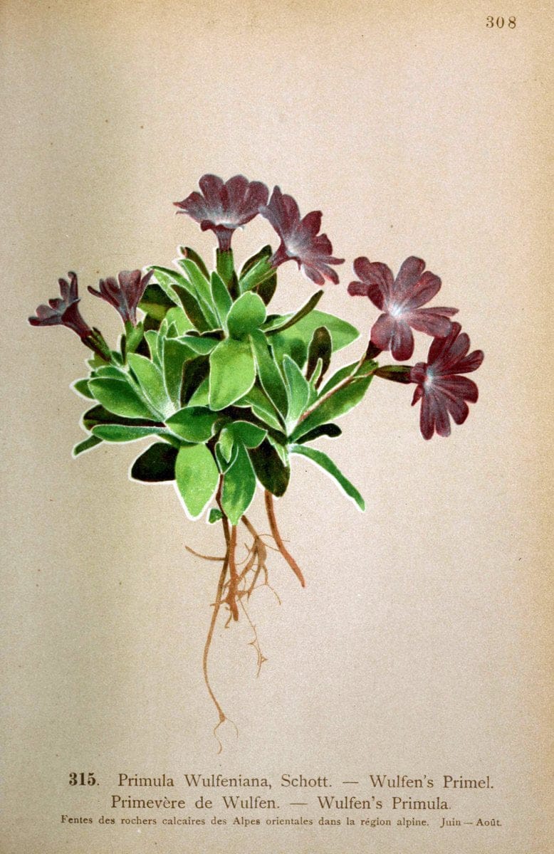 Atlas de la flora alpine 4.GenÃ¨ve,Georg & Co.,1899. | "Mountain plants" Plants Switzerland  | Vintage Print Reproduction 458481
