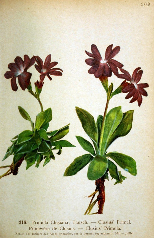 Atlas de la flora alpine 4.GenÃ¨ve,Georg & Co.,1899. | "Mountain plants" Plants Switzerland  | Vintage Print Reproduction 458482