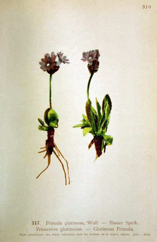 Atlas de la flora alpine 4.GenÃ¨ve,Georg & Co.,1899. | "Mountain plants" Plants Switzerland  | Vintage Print Reproduction 458483