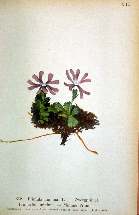 Atlas de la flora alpine 4.GenÃ¨ve,Georg & Co.,1899. | "Mountain plants" Plants Switzerland  | Vintage Print Reproduction 458484