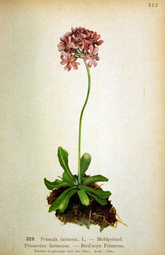 Atlas de la flora alpine 4.GenÃ¨ve,Georg & Co.,1899. | "Mountain plants" Plants Switzerland  | Vintage Print Reproduction 458485