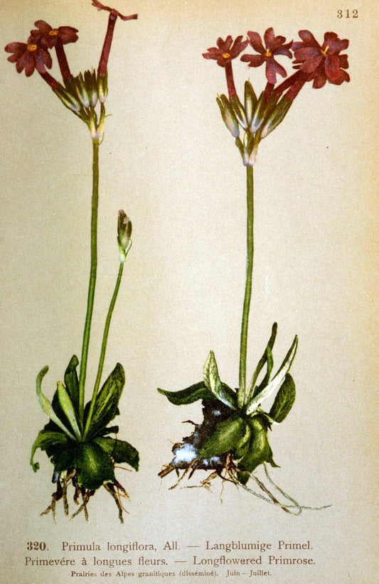 Atlas de la flora alpine 4.GenÃ¨ve,Georg & Co.,1899. | "Mountain plants" Plants Switzerland  | Vintage Print Reproduction 458486