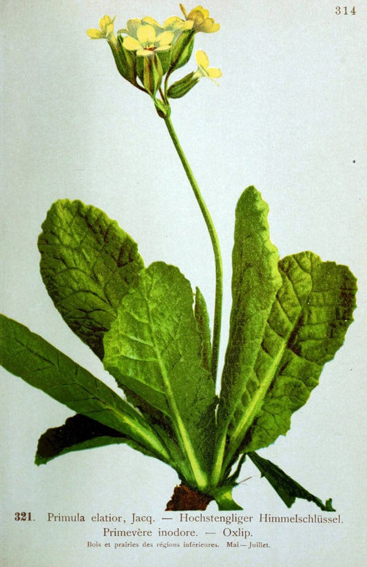Atlas de la flora alpine 4.GenÃ¨ve,Georg & Co.,1899. | "Mountain plants" Plants Switzerland  | Vintage Print Reproduction 458487