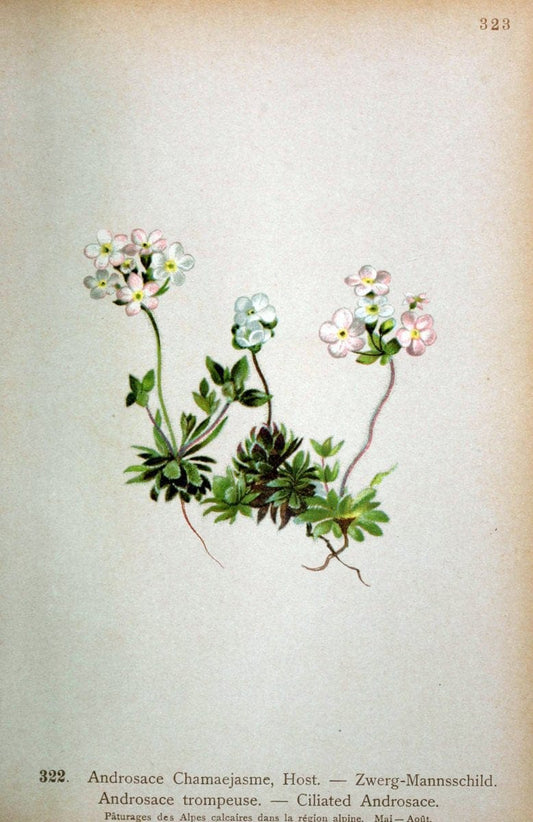 Atlas de la flora alpine 4.GenÃ¨ve,Georg & Co.,1899. | "Mountain plants" Plants Switzerland  | Vintage Print Reproduction 458488