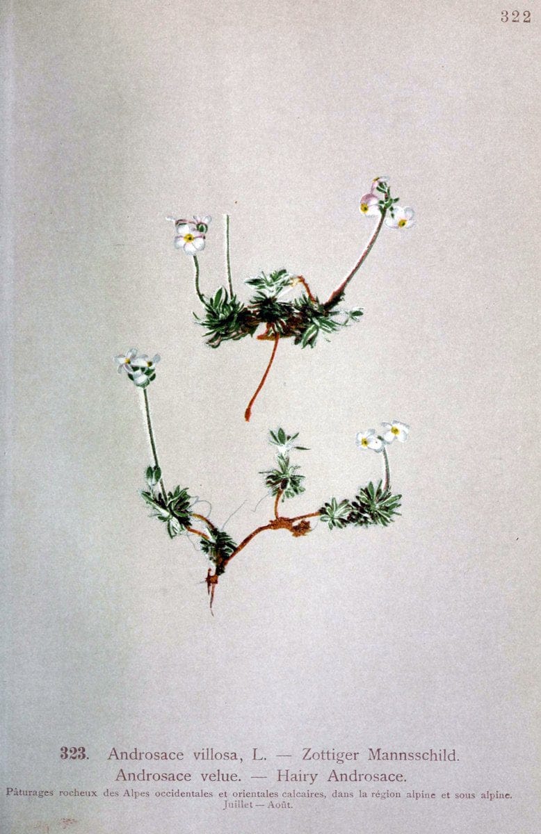 Atlas de la flora alpine 4.GenÃ¨ve,Georg & Co.,1899. | "Mountain plants" Plants Switzerland  | Vintage Print Reproduction 458489