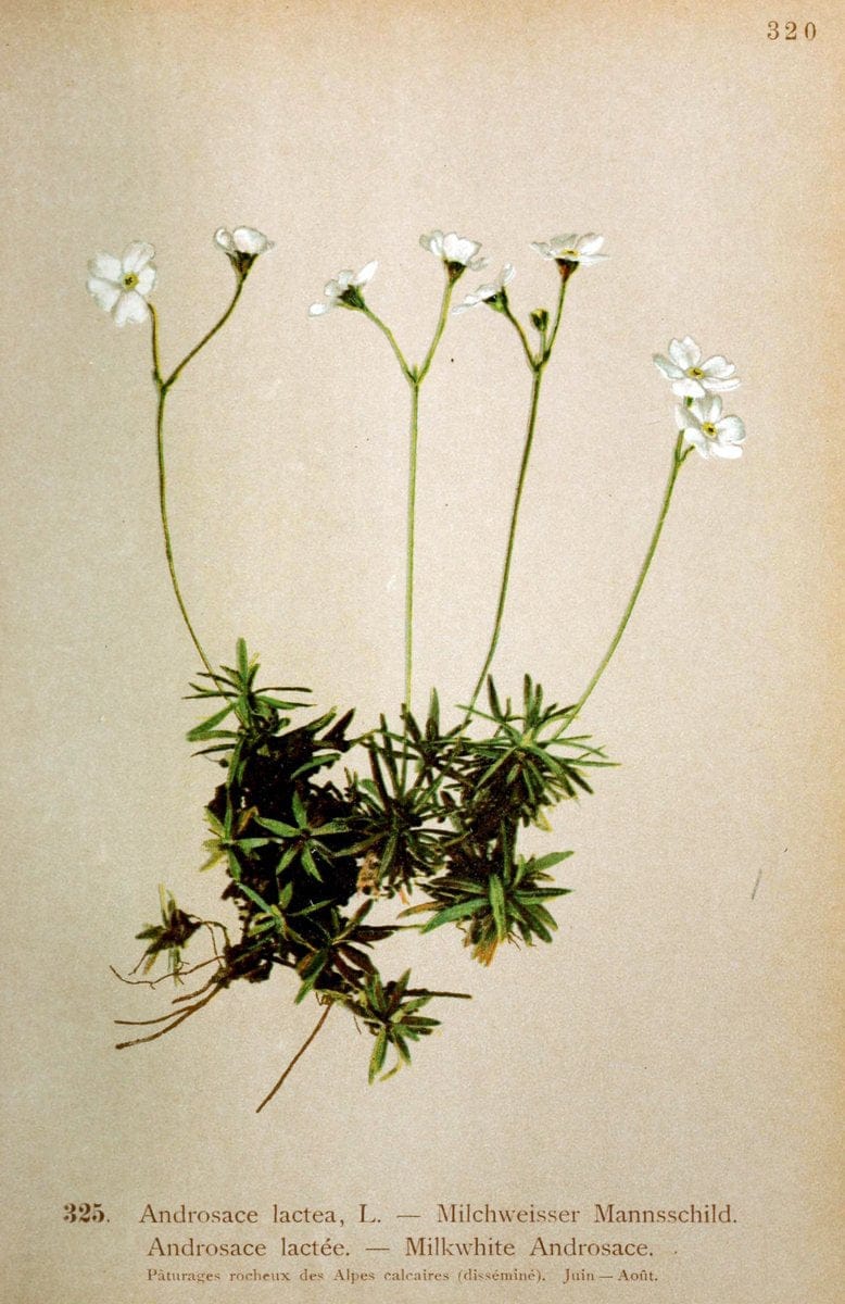 Atlas de la flora alpine 4.GenÃ¨ve,Georg & Co.,1899. | "Mountain plants" Plants Switzerland  | Vintage Print Reproduction 458491