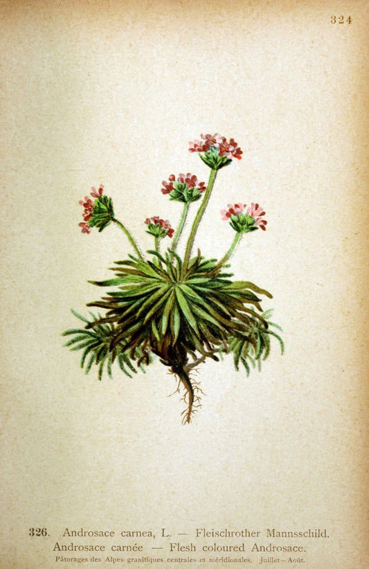 Atlas de la flora alpine 4.GenÃ¨ve,Georg & Co.,1899. | "Mountain plants" Plants Switzerland  | Vintage Print Reproduction 458492