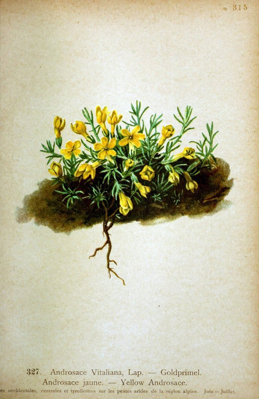 Atlas de la flora alpine 4.GenÃ¨ve,Georg & Co.,1899. | "Mountain plants" Plants Switzerland  | Vintage Print Reproduction 458493