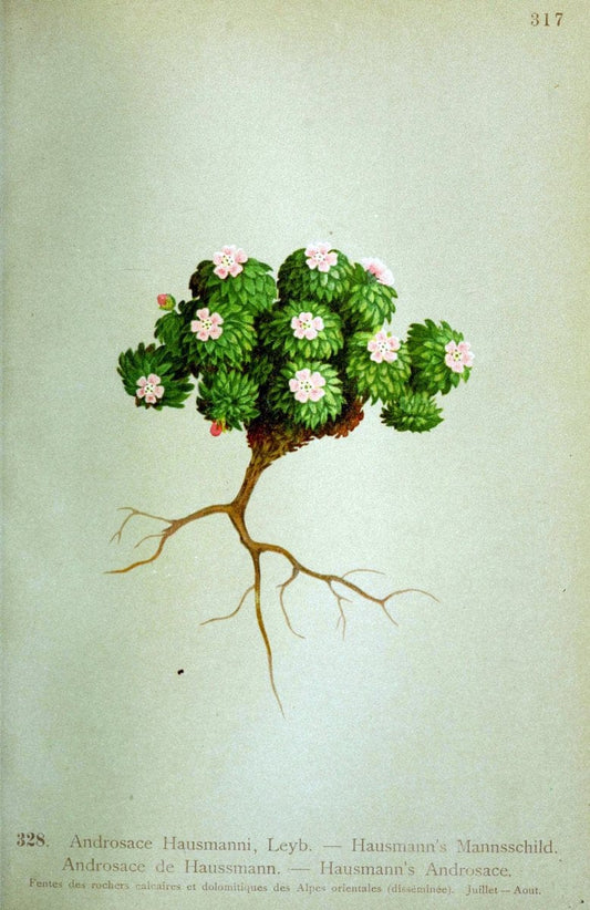 Atlas de la flora alpine 4.GenÃ¨ve,Georg & Co.,1899. | "Mountain plants" Plants Switzerland  | Vintage Print Reproduction 458494