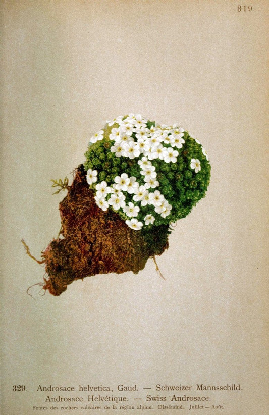Atlas de la flora alpine 4.GenÃ¨ve,Georg & Co.,1899. | "Mountain plants" Plants Switzerland  | Vintage Print Reproduction 458495