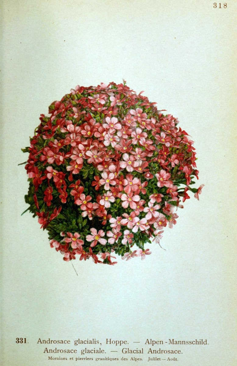Atlas de la flora alpine 4.GenÃ¨ve,Georg & Co.,1899. | "Mountain plants" Plants Switzerland  | Vintage Print Reproduction 458497