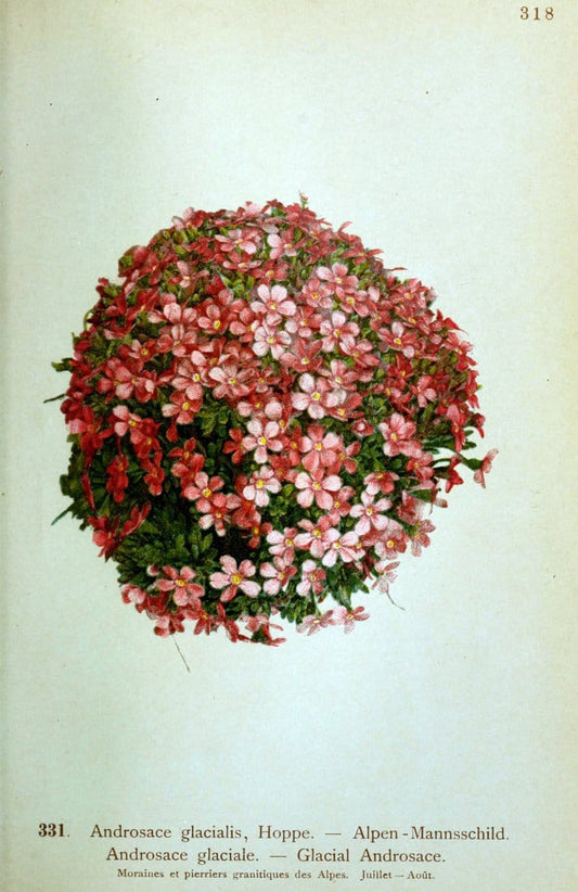 Atlas de la flora alpine 4.GenÃ¨ve,Georg & Co.,1899. | "Mountain plants" Plants Switzerland  | Vintage Print Reproduction 458497