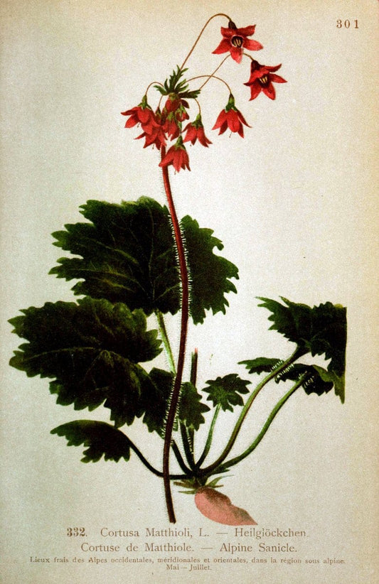 Atlas de la flora alpine 4.GenÃ¨ve,Georg & Co.,1899. | "Mountain plants" Plants Switzerland  | Vintage Print Reproduction 458498