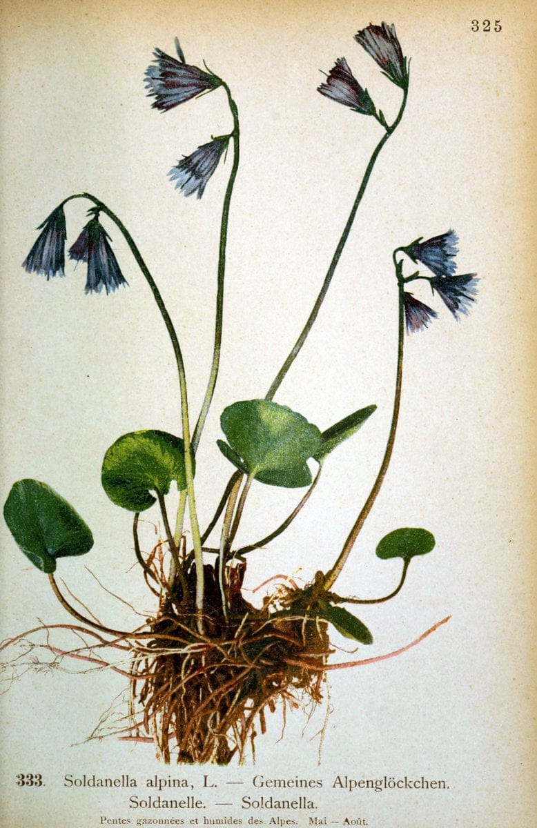 Atlas de la flora alpine 4.GenÃ¨ve,Georg & Co.,1899. | "Mountain plants" Plants Switzerland  | Vintage Print Reproduction 458499