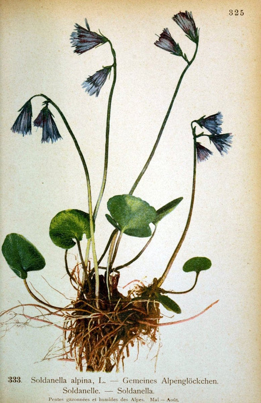 Atlas de la flora alpine 4.GenÃ¨ve,Georg & Co.,1899. | "Mountain plants" Plants Switzerland  | Vintage Print Reproduction 458499