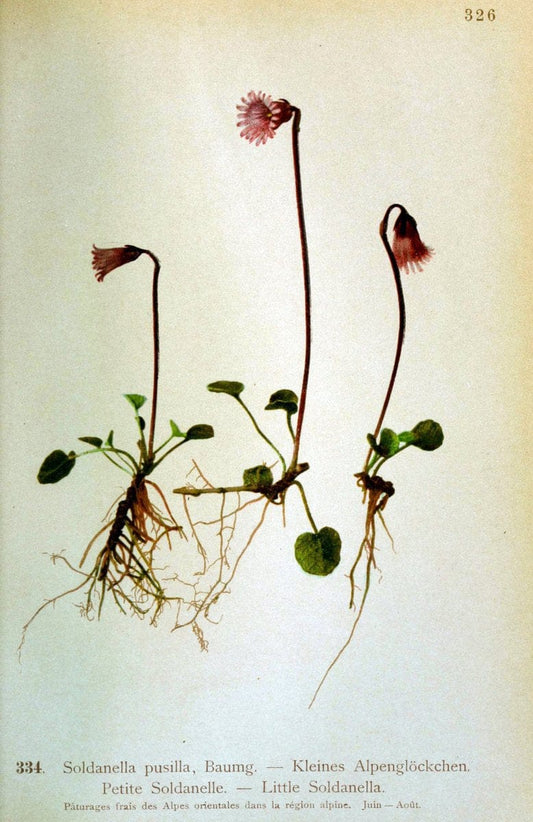 Atlas de la flora alpine 4.GenÃ¨ve,Georg & Co.,1899. | "Mountain plants" Plants Switzerland  | Vintage Print Reproduction 458500