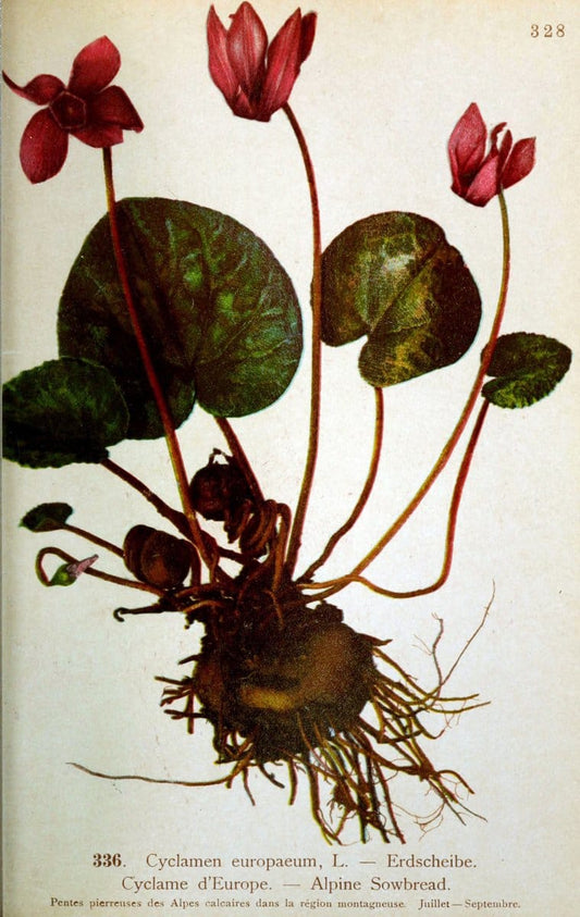 Atlas de la flora alpine 4.GenÃ¨ve,Georg & Co.,1899. | "Mountain plants" Plants Switzerland  | Vintage Print Reproduction 458502