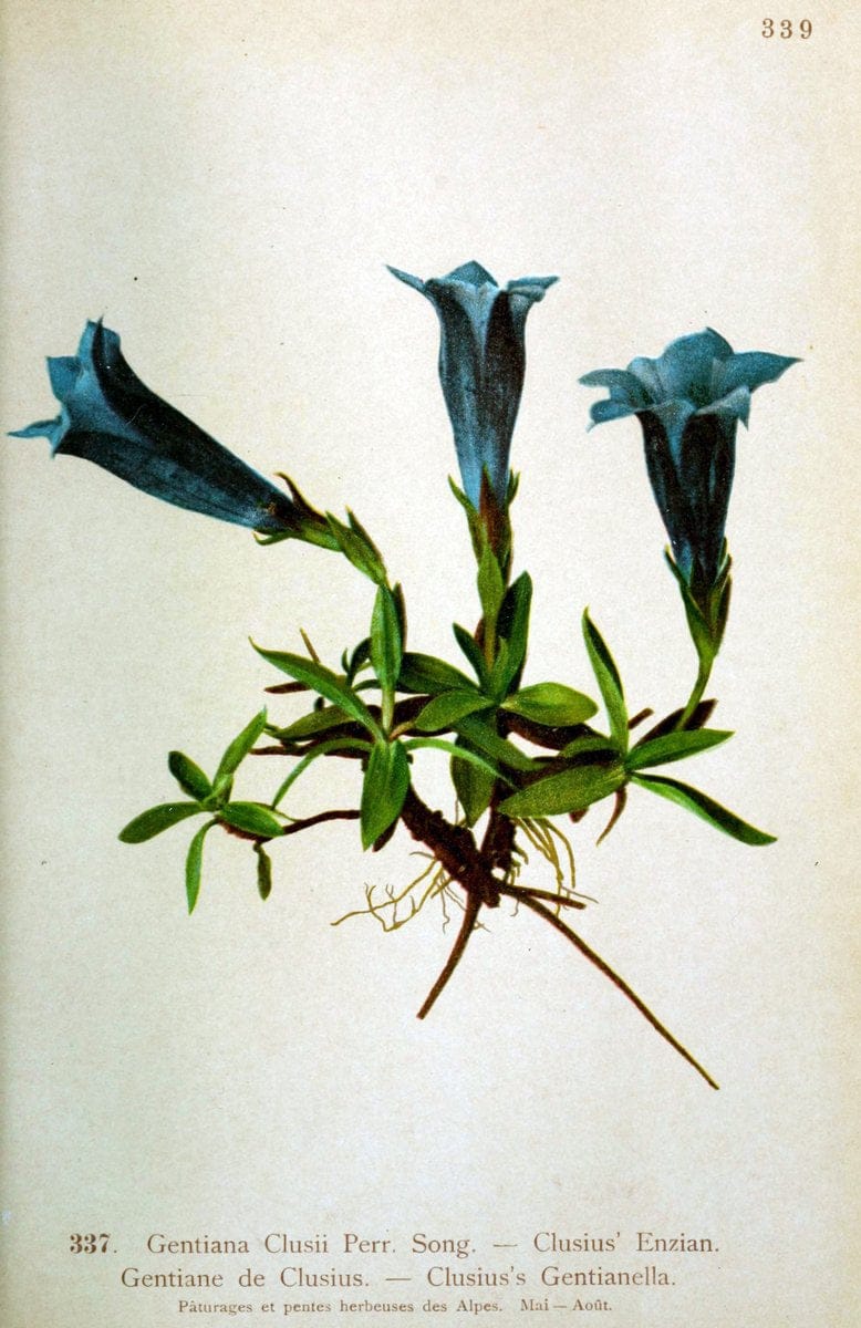 Atlas de la flora alpine 4.GenÃ¨ve,Georg & Co.,1899. | "Mountain plants" Plants Switzerland  | Vintage Print Reproduction 458503