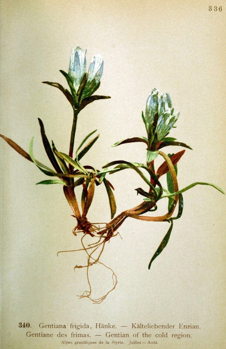 Atlas de la flora alpine 4.GenÃ¨ve,Georg & Co.,1899. | "Mountain plants" Plants Switzerland  | Vintage Print Reproduction 458506