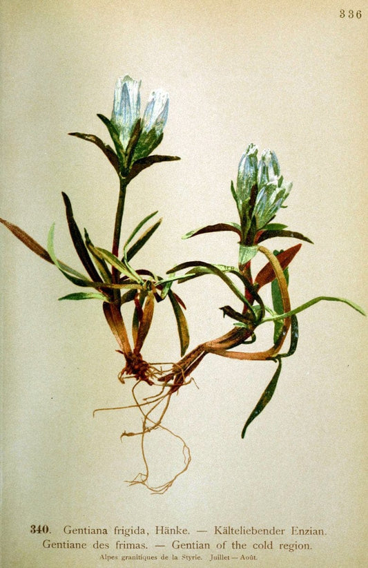 Atlas de la flora alpine 4.GenÃ¨ve,Georg & Co.,1899. | "Mountain plants" Plants Switzerland  | Vintage Print Reproduction 458506