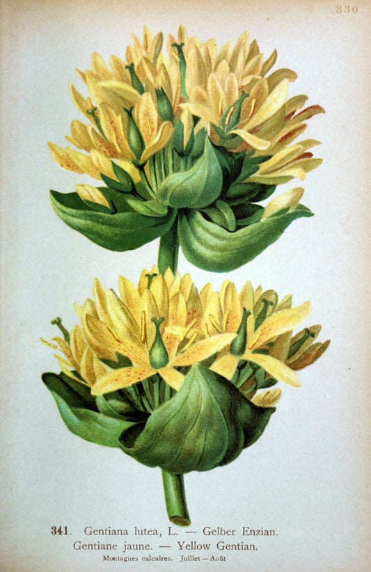 Atlas de la flora alpine 4.GenÃ¨ve,Georg & Co.,1899. | "Mountain plants" Plants Switzerland  | Vintage Print Reproduction 458507